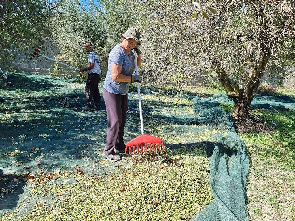 Korjuupäivänä pellon ja siinä kasvavan ruohon pitää olla kuivaa – pieni tuulenhenki on suotava. Hellekään ei ole hyvä, oliivi pitää viileästä korjuun ollessa käsillä. Sadonkorjuu tapahtuu yleensä talkooporukan tai oman perheen voimin. Ylimpiin oksiin ei aina yllä, silloin notkein ja rohkein kiipeää puuhun ja pudottaa oliivit.