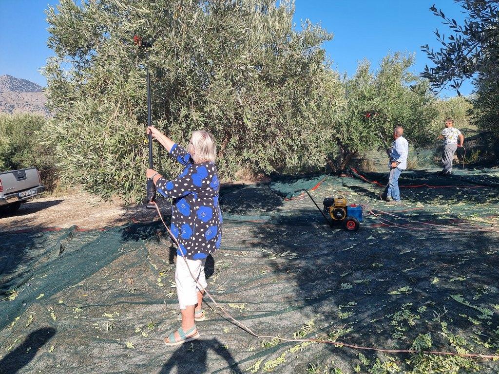 Toisin kuin Espanjan ja Italian tehoviljelmillä, oliivinkorjuu tapahtuu Kreetalla edelleen samalla tavoin kuin tuhansia vuosia sitten: käsin. Tarhat ovat niin pieniä ja kivikkoisia, ettei niihin ole koneilla mitään asiaa. Merja näyttää mallia.