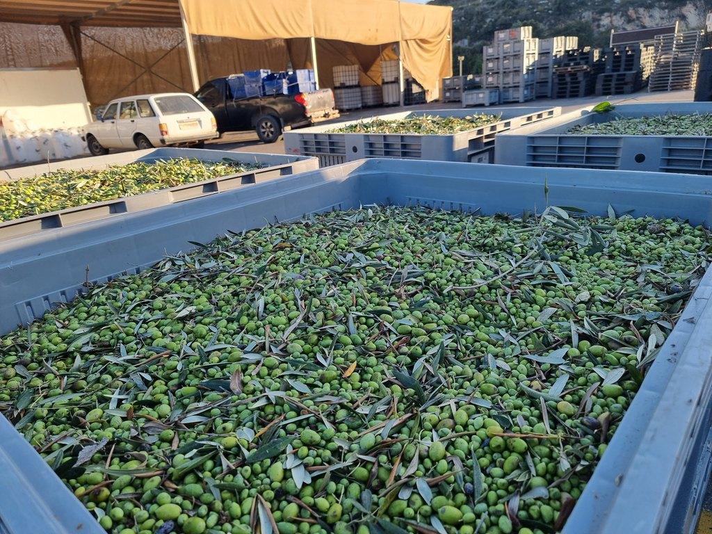 Jokaisella viljelijällä on erottamon pihalla oma numeroitu lastausalueensa, johon sato oliivitarhalta tuodaan. Pihalla käykin koko sadonkorjuun ajan valtaisa kuhina kun viljelijöiden lava-autoja tulee ja menee. Täällä myös vaihdetaan korjuukuulumiset.