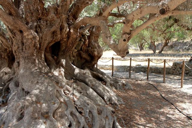 Kavussin 3000 vuotta vanha oliivipuu