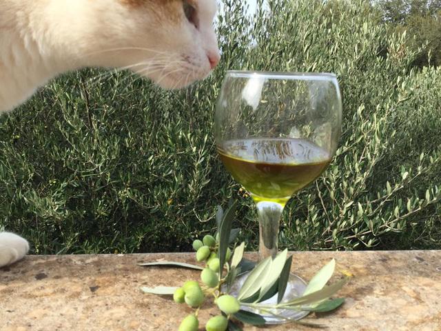 Kissakin arvostaa tuoretta oliiviöljyä