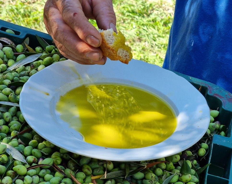 Pesun jälkeen öljy erotetaan oliivimarjasta ja putken toisesta päästä valuu paksua tuoretta öljyä. Siihen ei siis lisätä mitään, öljy on aitoa oliivimarjan eliksiiriä! Viljelijän vuoden työ palkitaan, kun kotiin saa ensimmäisen erän aivan tuoretta uutta satoa! Monet viljelijäperheet paistavat sillä heti lettusia (tiganites) ja nauttivat niitä rypälesiirapin kera.