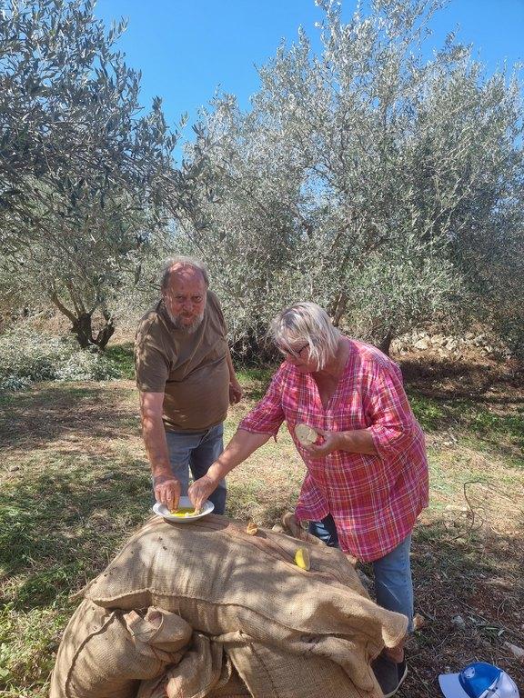 Pienviljelijöiden tuore oliiviöljy saadaan varhain korjatusta sadosta (Early Harvest)