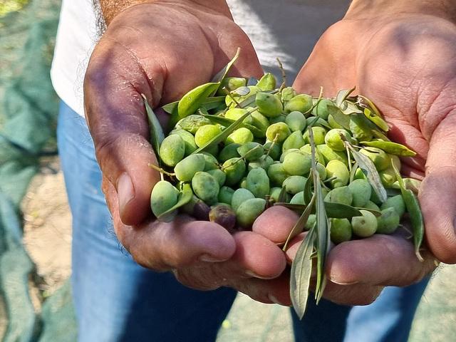 Pienviljelijöiden tuore oliiviöljy saadaan varhain korjatusta sadosta (Early Harvest)