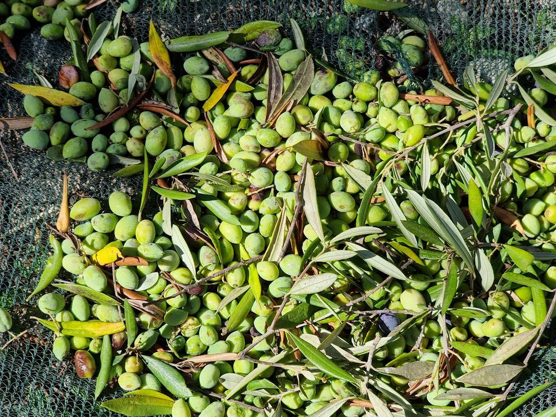 Satokausi-asiakasohjelman erityisehdot