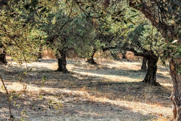 Osa 3: Oliivitarhassa