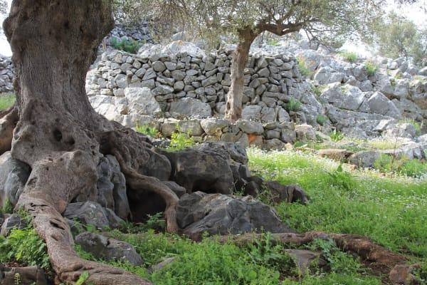 Osa 1: Oliiviöljyn merkitys