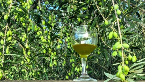 Osa 4: Oliiviöljyn maku