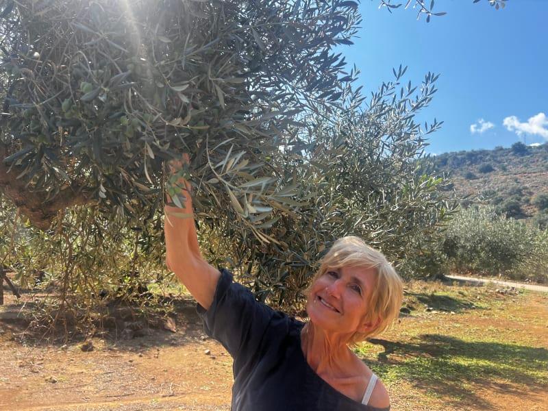 Pienviljelijöiden tuore oliiviöljy saadaan varhain korjatusta sadosta (Early Harvest)