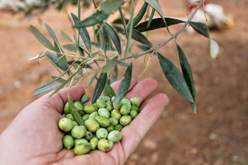 Mahdollisuuden vierailla oman puusi luona