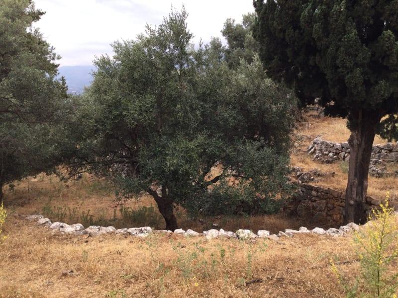 Sähköisen valokuvan omasta nimikkopuustasi