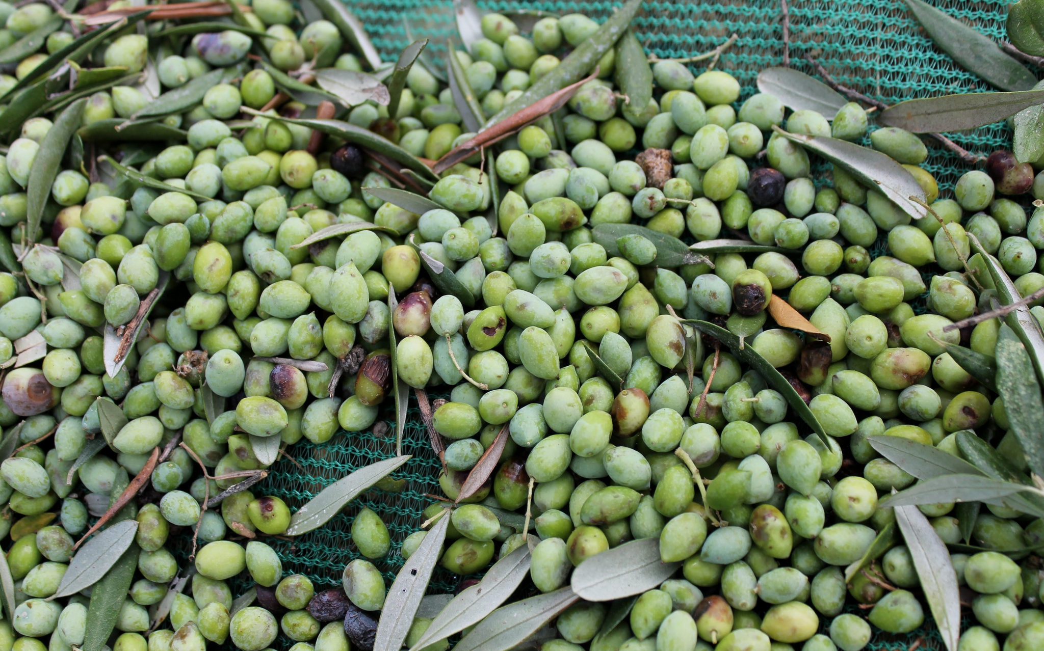 Happy Olive